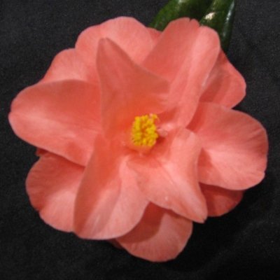 Rudy\'s Magnoliaeflora (Magnolia)